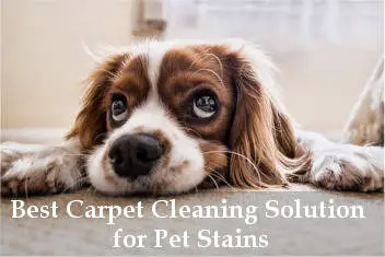 best carpet cleaning solution for pet stains reviews
