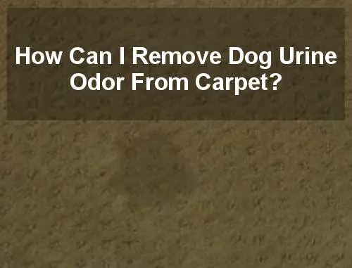 best carpet cleaner shampoo for pet stains